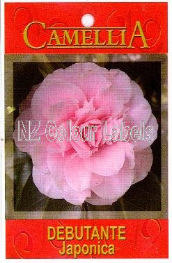 CAMELLIA Debutante Japonica - Click Image to Close