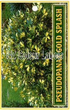 PSEUDOPANAX lessonii Gold Splash - Click Image to Close