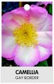 CAMELLIA GAY BORDER CAMELLIA GAY BORDER