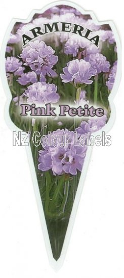 ARMERIA Pink Petite - Click Image to Close