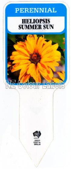 HELIOPSIS Summer Sun - Click Image to Close