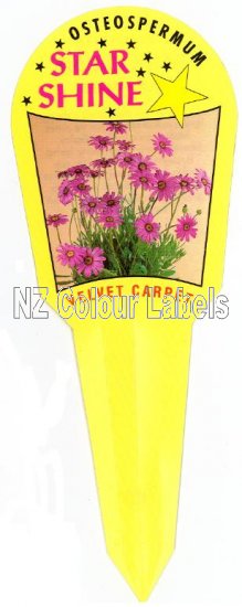 OSTEOSPERMUM Velvet Carpet - Click Image to Close