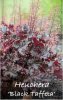 HEUCHERA BLACK TAFFETA