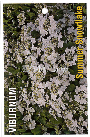 VIBURNUM Summer Snowflake - Click Image to Close