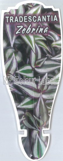 TRADESCANTIA zebrina SYN ZEBRINA pendula - Click Image to Close