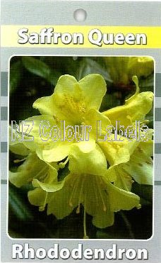 RHODODENDRON Saffron Queen - Click Image to Close