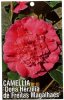 CAMELLIA Dona Herzilia de Freitas Magalhaes