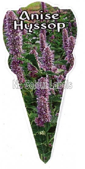 Anise Hyssop - Agastache Foeniculum - Click Image to Close