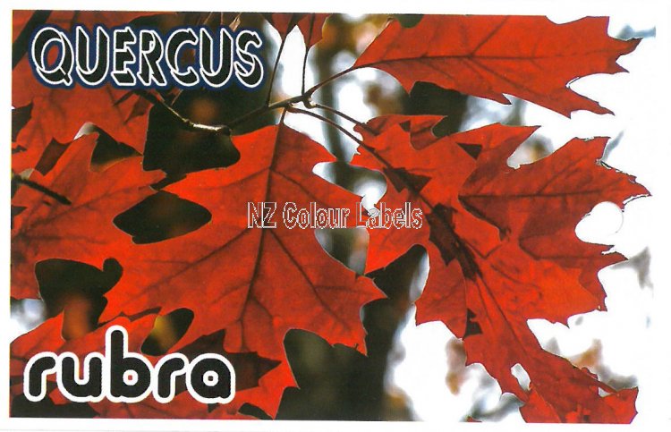 QUERCUS RUBRA - Click Image to Close