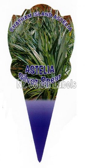 ASTELIA Silver Spear - Click Image to Close