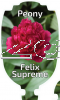 PAEONIA (Peony) Felix Supreme