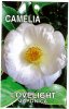 CAMELLIA Lovelight Japonica