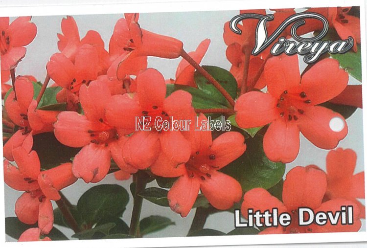 RHODODENDRON vireya Little Devil - Click Image to Close