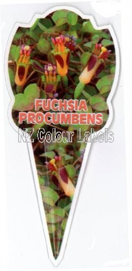 FUCHSIA procumbens - Click Image to Close