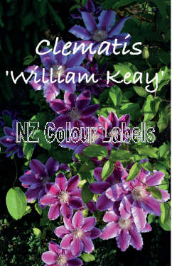 CLEMATIS POLISH SPIRIT - Click Image to Close