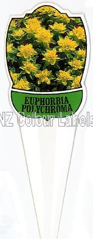 EUPHORBIA polychroma - Click Image to Close