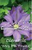 CLEMATIS MRS PB TRUAX