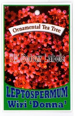 LEPTOSPERMUM Wiri Donna - Click Image to Close