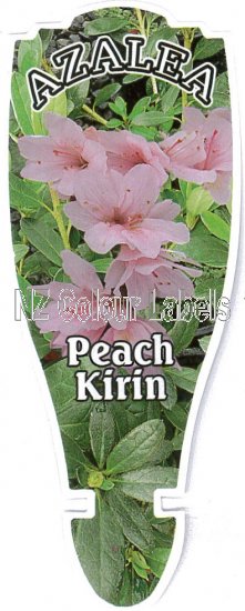 AZALEA Evergreen PEACH KIRIN - Click Image to Close