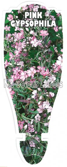 GYPSOPHILA repens rosea - Click Image to Close