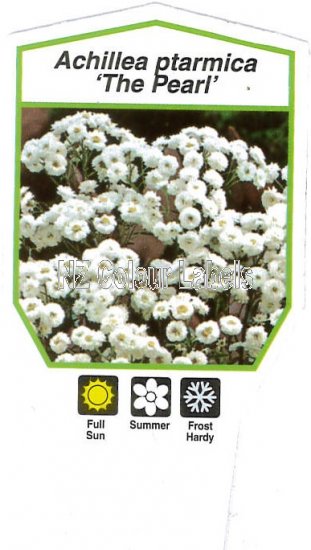 ACHILLEA The Pearle - Click Image to Close