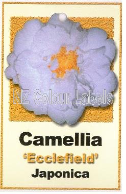 CAMELLIA Ecclefield - Click Image to Close