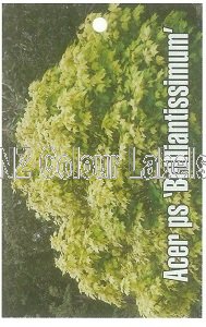 ACER pseudoplatanus Brilliantissimum - Click Image to Close