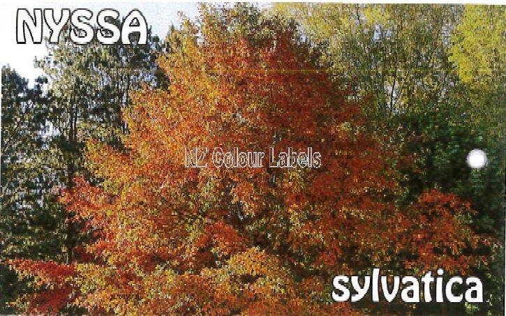 NYSSA sylvatica - Click Image to Close