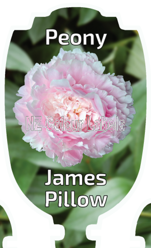 PAEONIA JAMES PILLOW - Click Image to Close