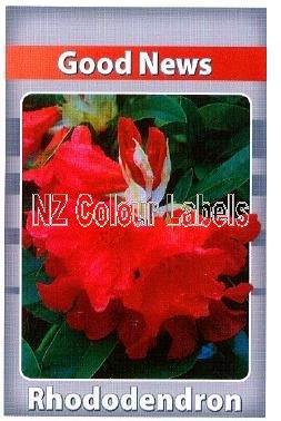 RHODODENDRON Good News - Click Image to Close