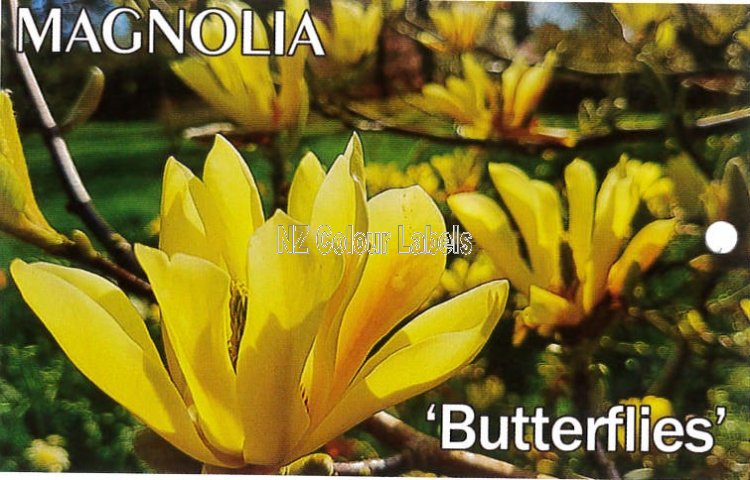 MAGNOLIA 'Butterflies' - Click Image to Close