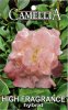 CAMELLIA High Fragrance