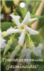 TRACHELOSPERMUM jasminoides