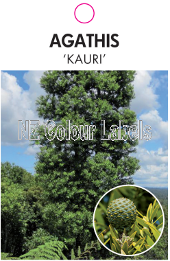 AGATHIS australis [Kauri] - Click Image to Close