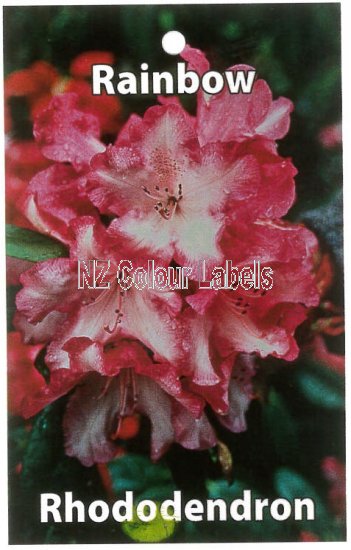 RHODODENDRON Rainbow - Click Image to Close