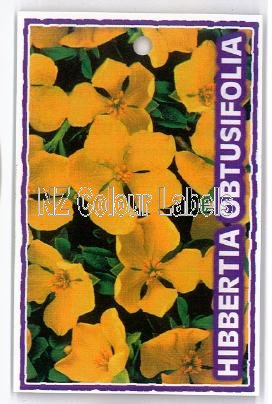 HIBBERTIA obtusifolia - Click Image to Close