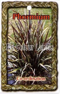 PHORMIUM Co-ordination - Click Image to Close