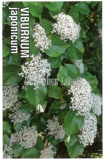 VIBURNUM Japonicum - Click Image to Close