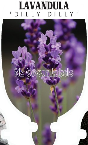 LAVANDULA DILLY DILLY - Click Image to Close