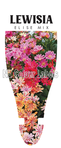 LEWISIA C. ELSE MIX - Click Image to Close