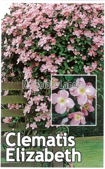 CLEMATIS montana Elizabeth - Click Image to Close