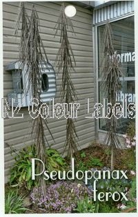 Pseudopanax Ferox - Click Image to Close