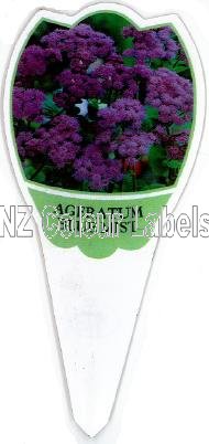 AGERATUM Blue Mist - Click Image to Close