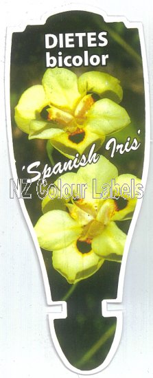 DIETES bicolor - Click Image to Close