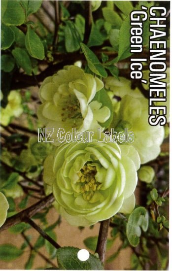 CHAENOMELES Green Ice - Click Image to Close