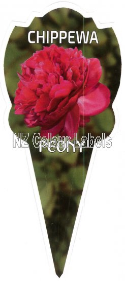 PAEONIA (Peony) Chippewa - Click Image to Close