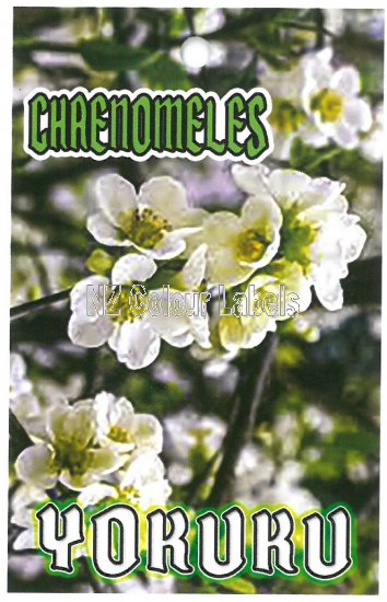 CHAENOMELES YOKUKU - Click Image to Close