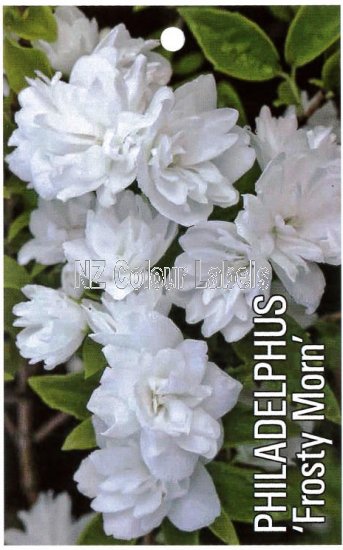 PHILADELPHUS Frosty Morn - Click Image to Close