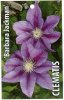 CLEMATIS Barbara Jackman