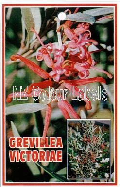 GREVILLEA Victoriae - Click Image to Close